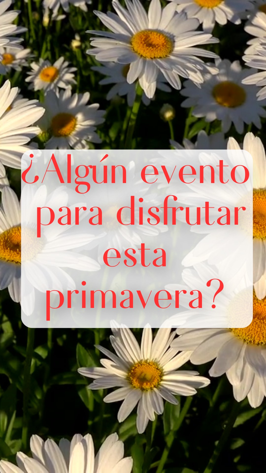 Ya está aquí la primavera!!! Esperamos que tengáis mucho q disfrutar x delante 🌻♥️ Alguna prenda o complemento para Disfrutones o Disfrutonas?? O será para regalo??
Feliz primavera 🌼😘 

#disfruton #disfrutona #disfrutones #ropaprimavera #complementosprimavera #ropafestival #ropadisfrutones
